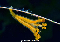 Manania Distincta/Kind of jellyfish. by Yosuke Tsuchida 